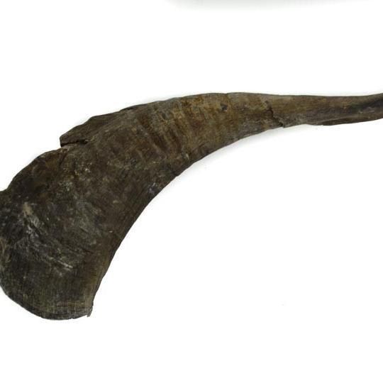 Goat Horn Whole