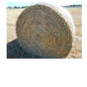 Beardless Wheaten Round
