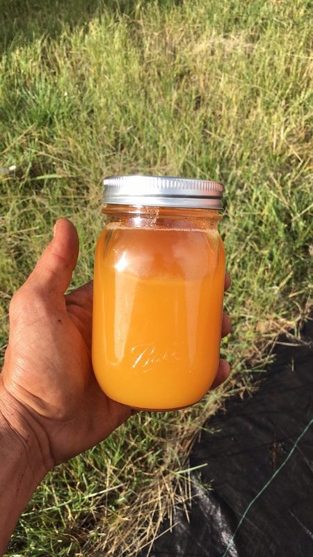 1 Pint (16oz) Jar of Raw Honey