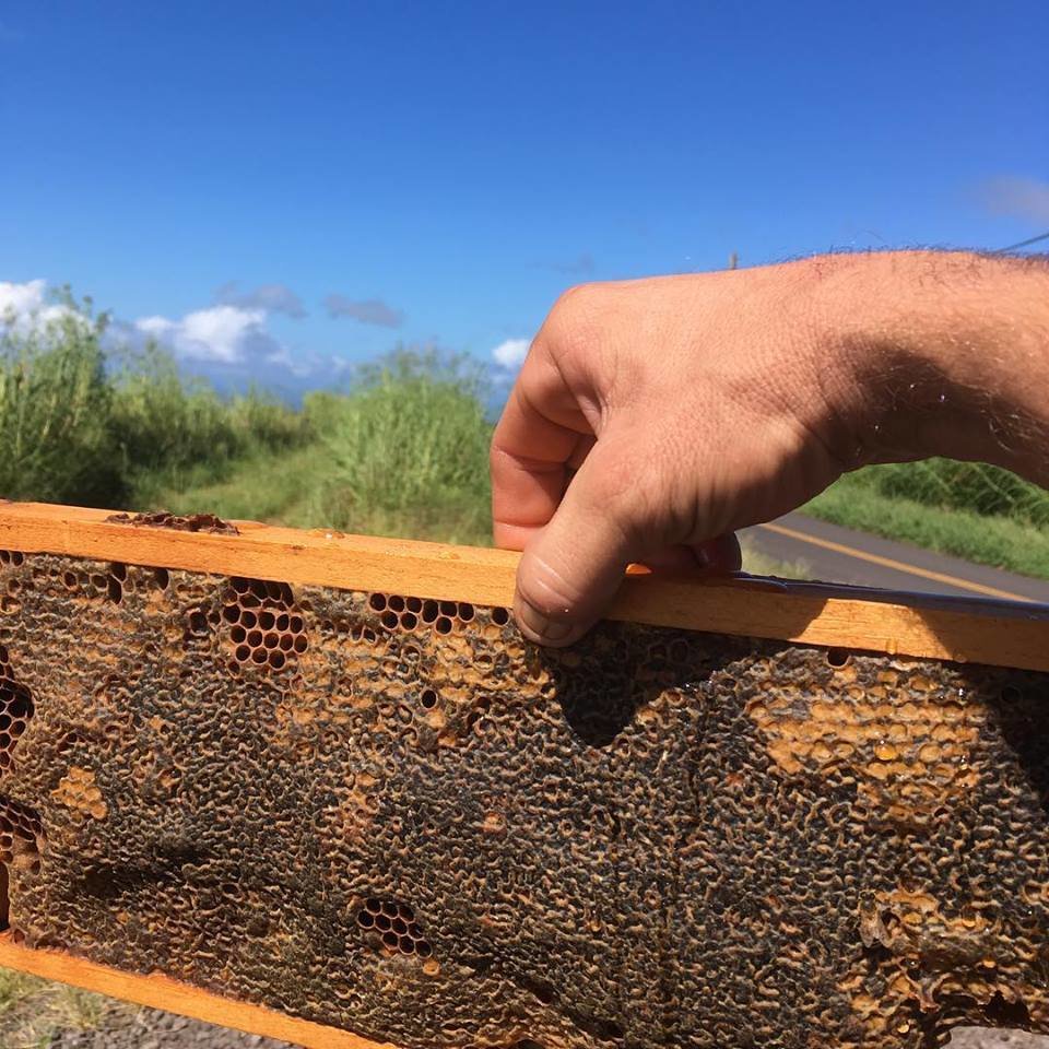 1 Frame Comb Honey - Maui only.