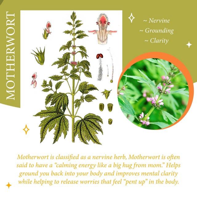 Motherwort
