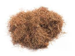 Cornsilk