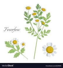 Feverfew