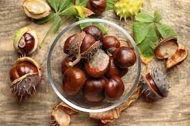 Horse Chestnut