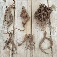 Mandrake Root Powder