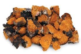 Chaga Mushrooms