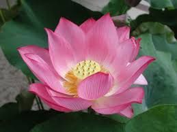 Pink Lotus