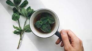 Peppermint Leaf