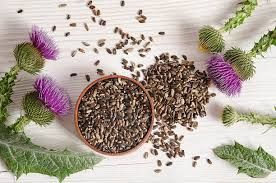 Milk Thistle Seed