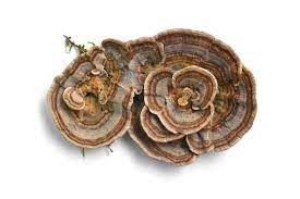 Turkey Tail Mushroom Powder