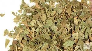 Witch Hazel Leaf