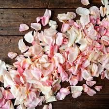 Pink Rose petals