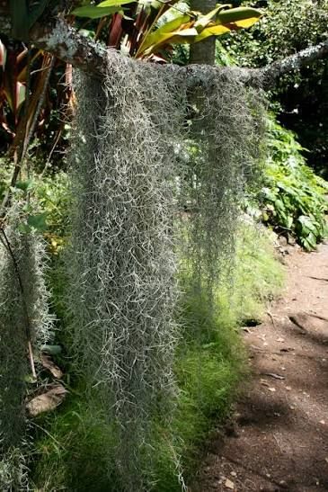 Spanish Moss New Orleans