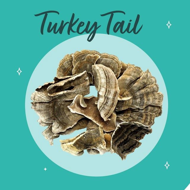 Turkey Tail Mushrooms