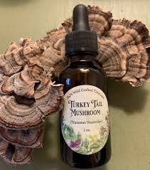 Turkey Tail Mushroom Tincture