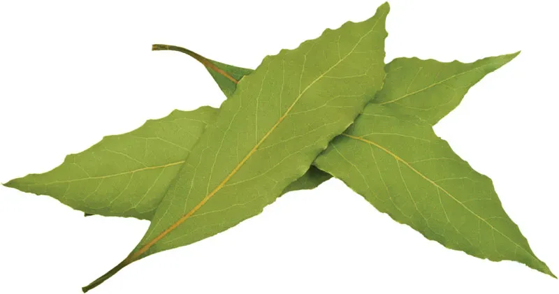 Bay Leaf