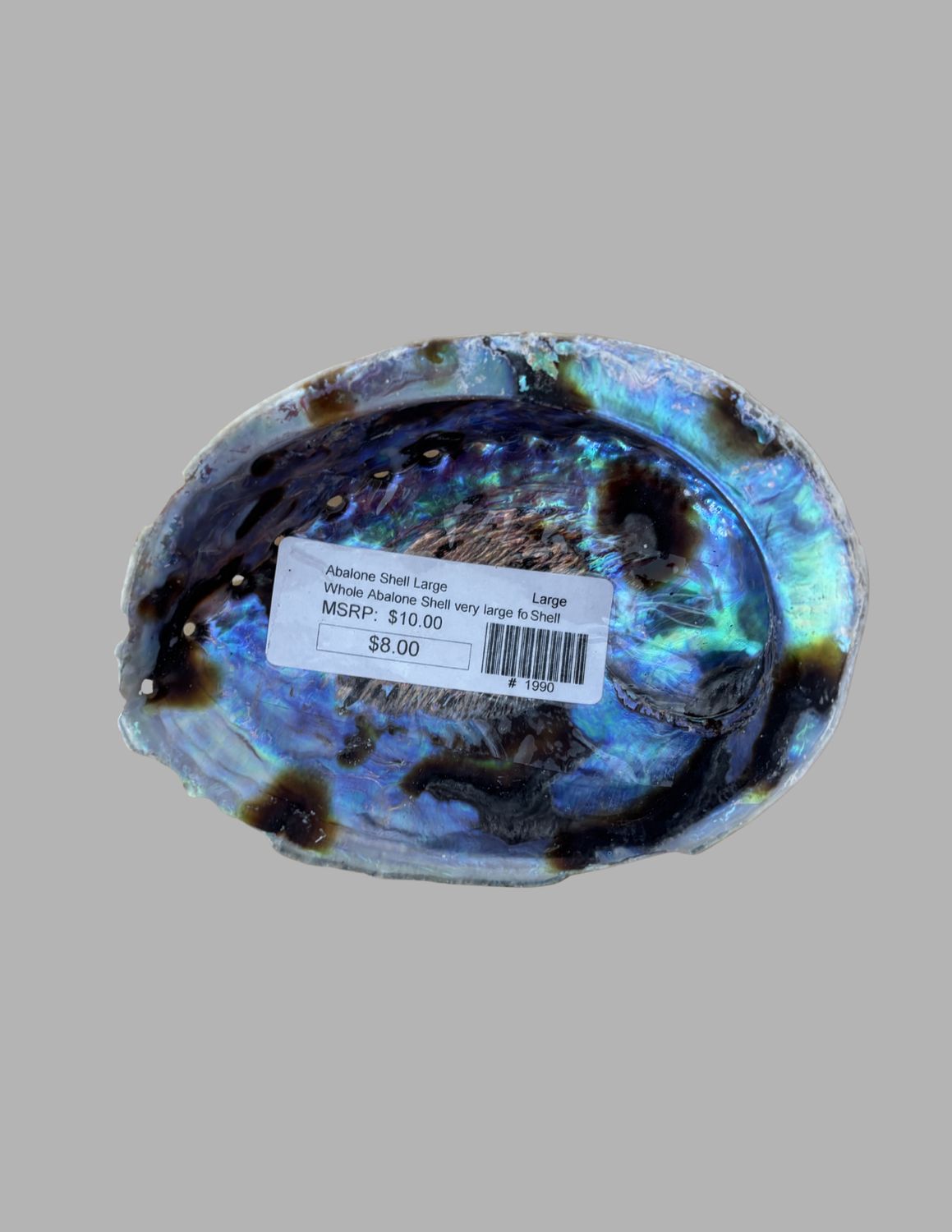Abalone Shell Large