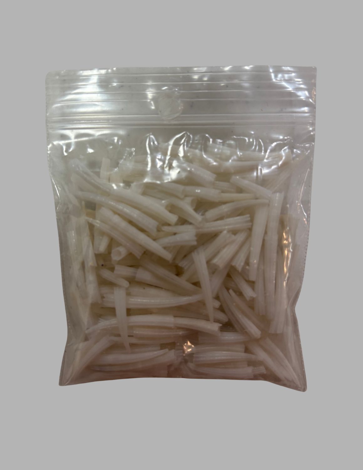 Dentalium 3/4"-1 1/4"