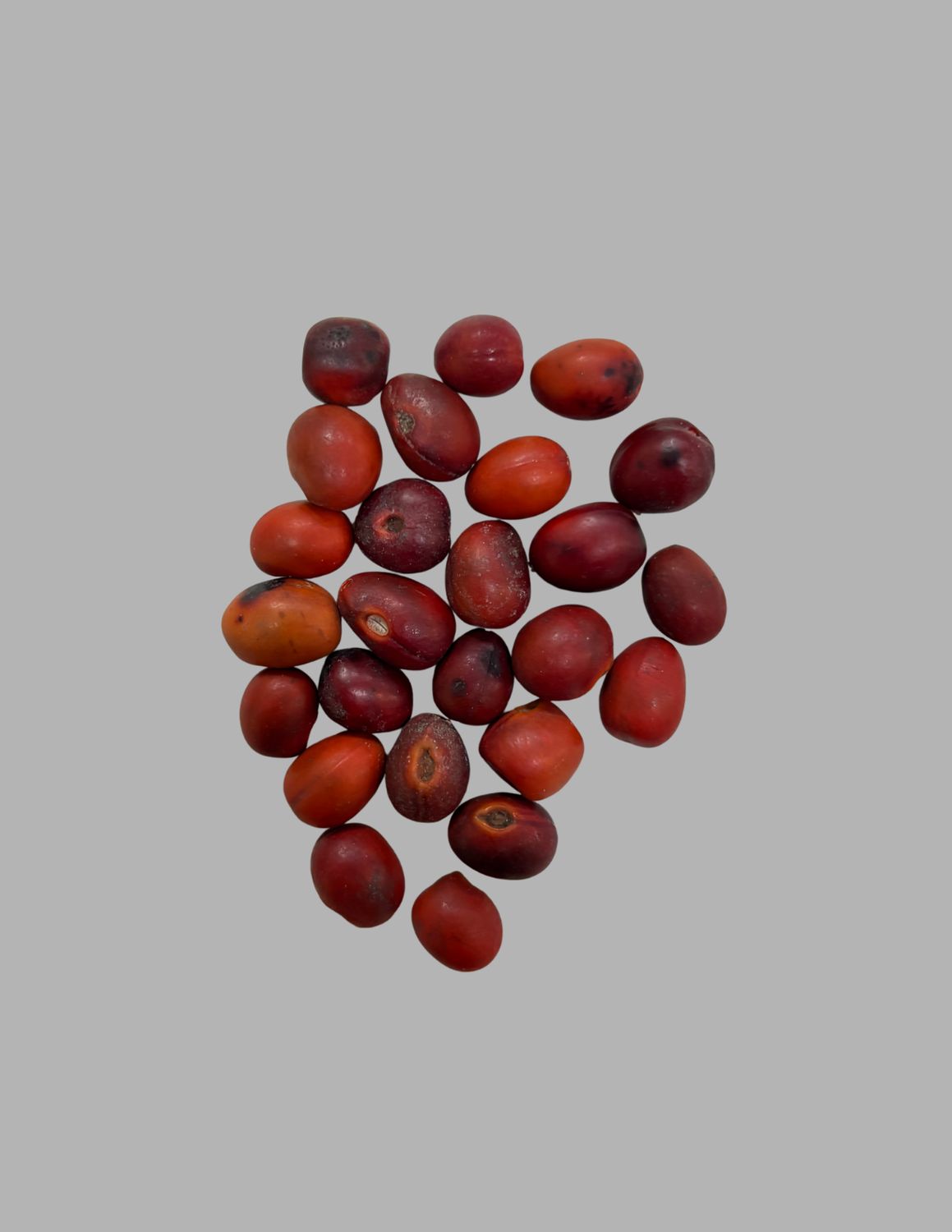 Red Mescal Beans- 25 ct