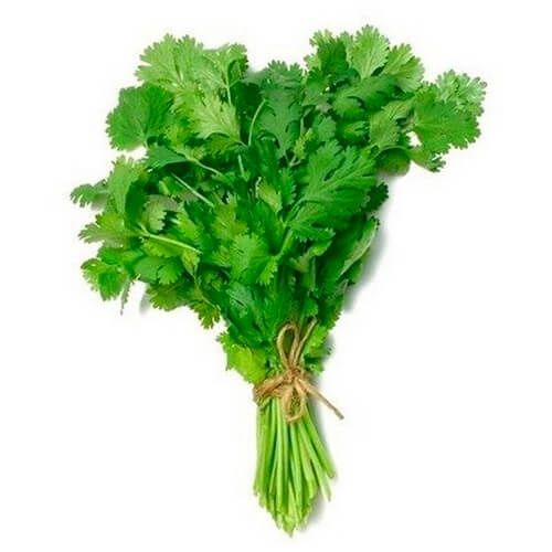 Cilantro
