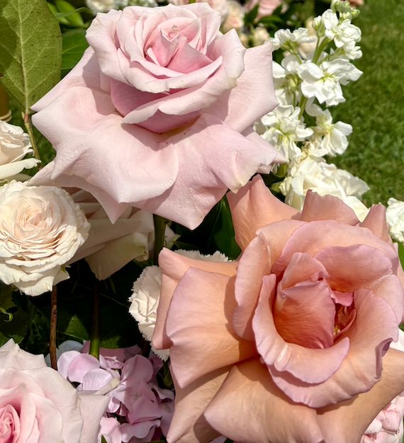 Pop-up Rose Deal!