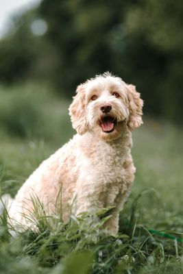 Hond