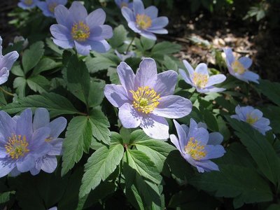 Anemone nemorosa f. caerulea,  sinivalkovuokko