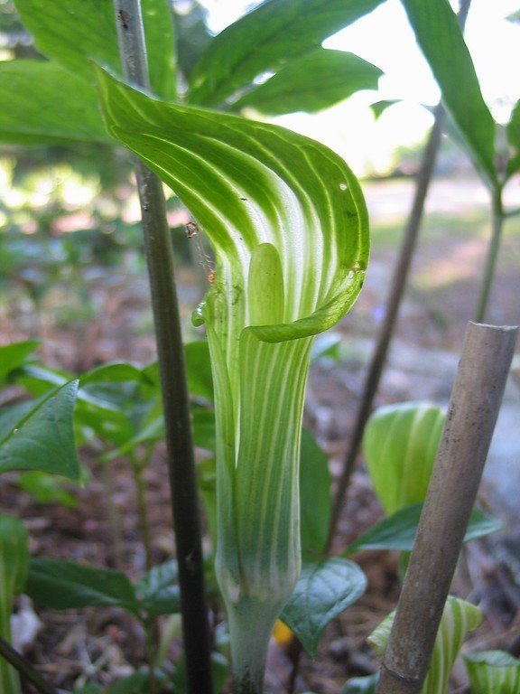 Arisaema amurense,  amurinkärsäkalla