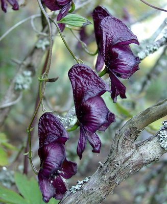 Aconitum hemsleyanum, köynnösukonhattu