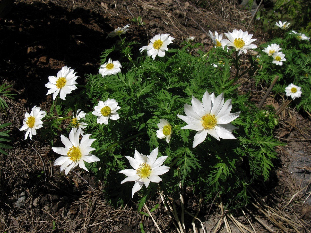 Adonis brevistyla, valkoruusuleinikki Adonis brevistyla, valkoruusuleinikki