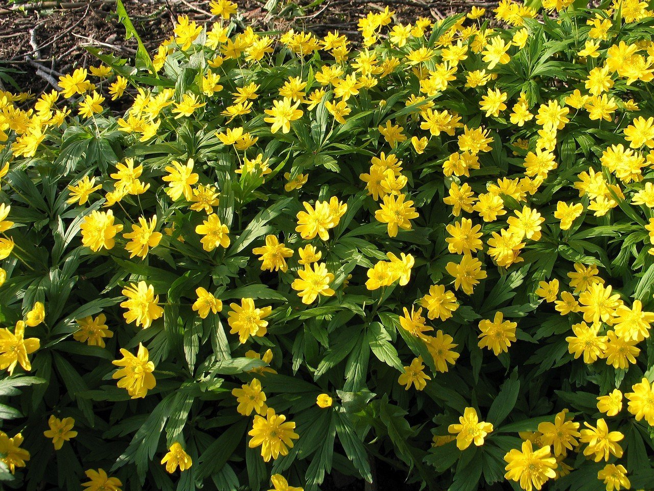 Anemone ranunculoides  &#39;Semiplena&#39;,  kertokeltavuokko