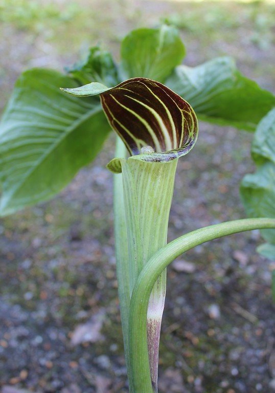 Arisaema bockii,  kuparikärsäkalla