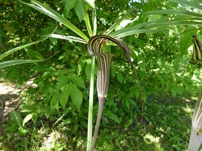 Arisaema ciliatum,  palmukärsäkalla