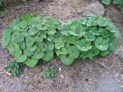 Asarum canadense,  kanadantaponlehti