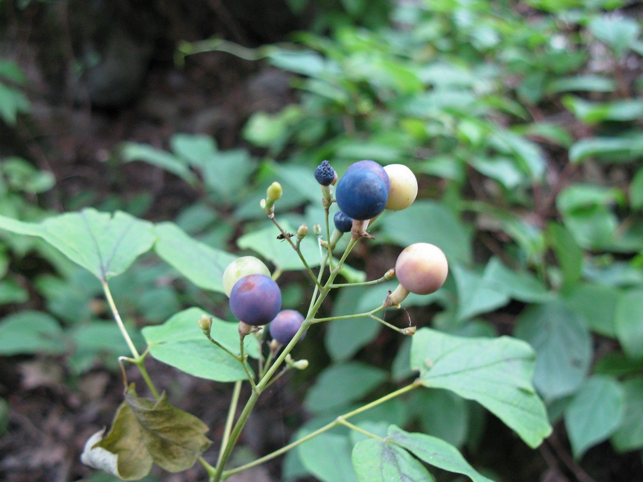 Caulophyllum thalictroides,  sinimarja