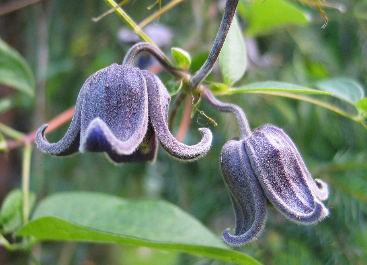 Clematis ianthina, siniruukkukärhö Clematis ianthina, siniruukkukärhö