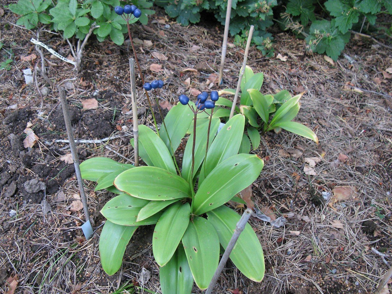 Clintonia borealis,  keltaklintonia