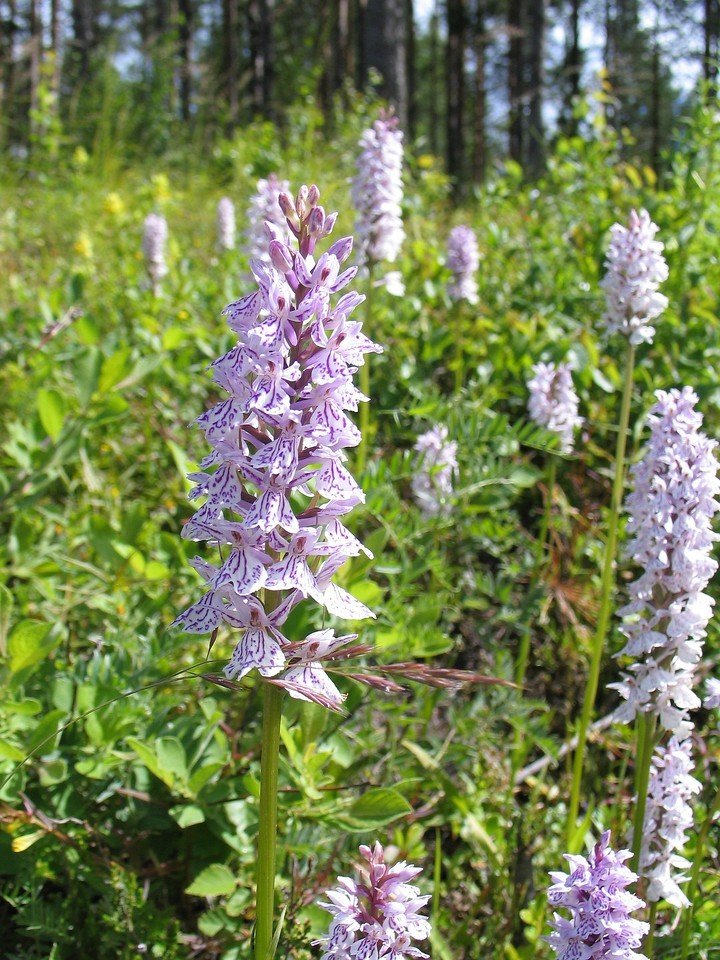 Dactylorhiza maculata, maariankämmekkä Dactylorhiza maculata, maariankämmekkä