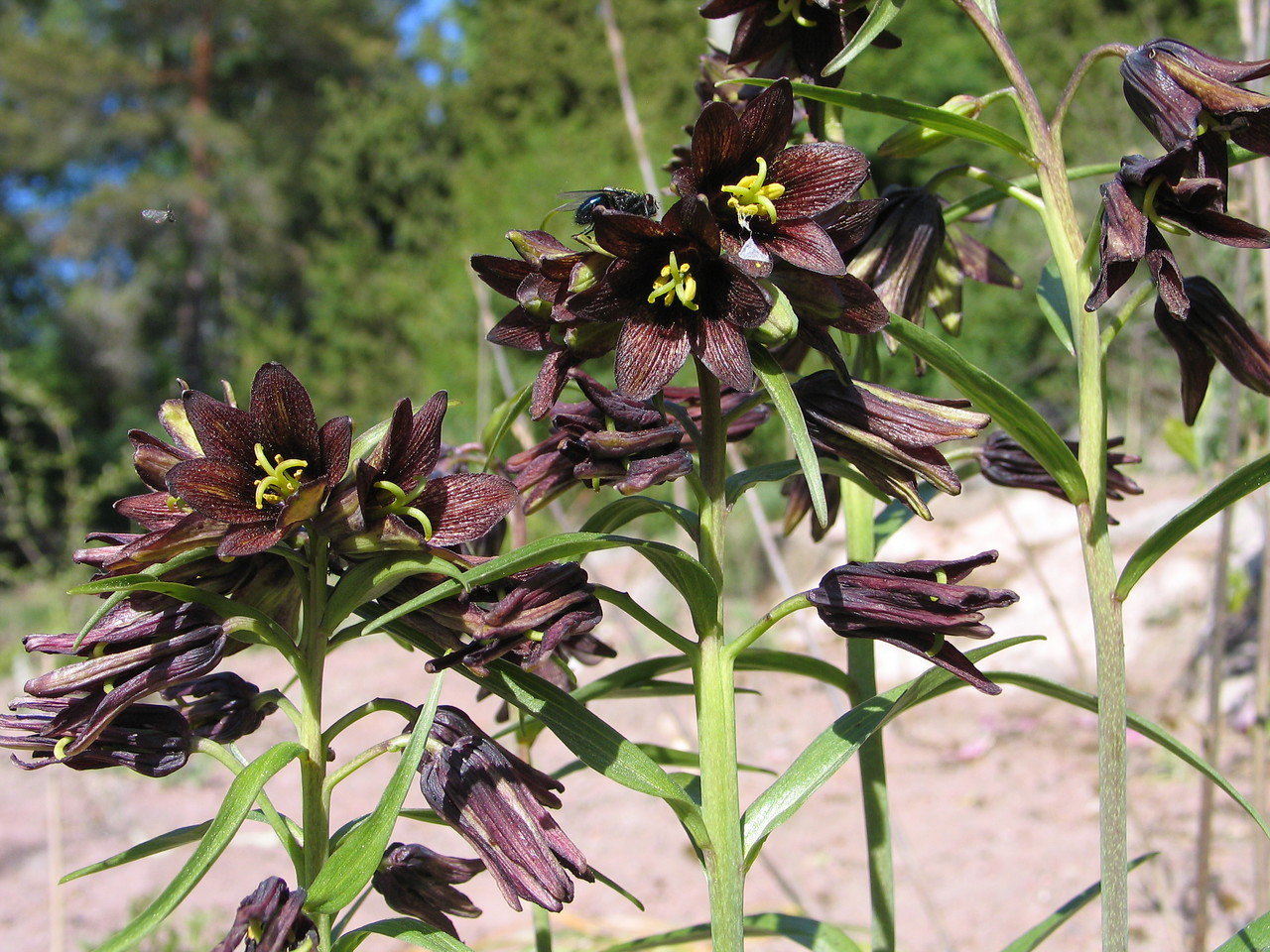 Fritillaria camtschatcensis,  tummapikarililja