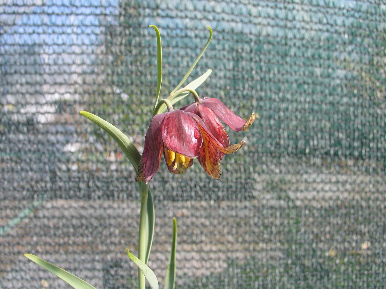 Fritillaria gracilis,  siropikarililja