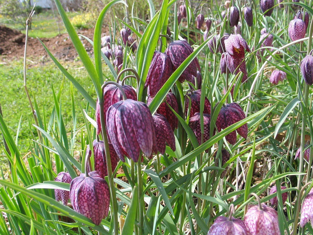 Fritillaria melagris,  kirjopikarililja