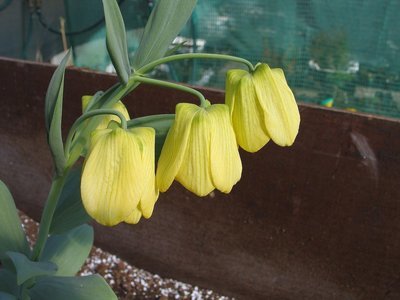 Fritillaria pallidiflora,  kalvaspikarililja