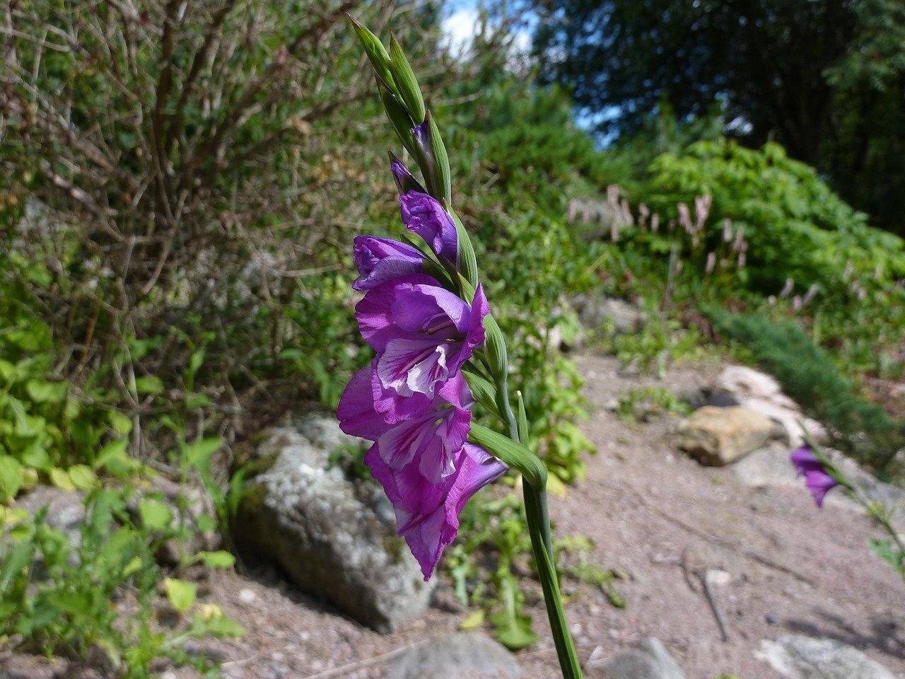Gladiolus imbricatus,  Idänmiekkalilja