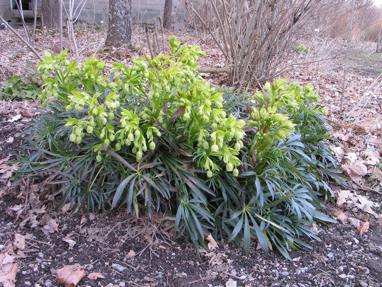 Helleborus foetidus,  kellojouluruusu