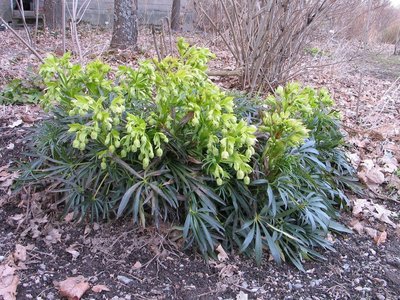 Helleborus foetidus,  kellojouluruusu