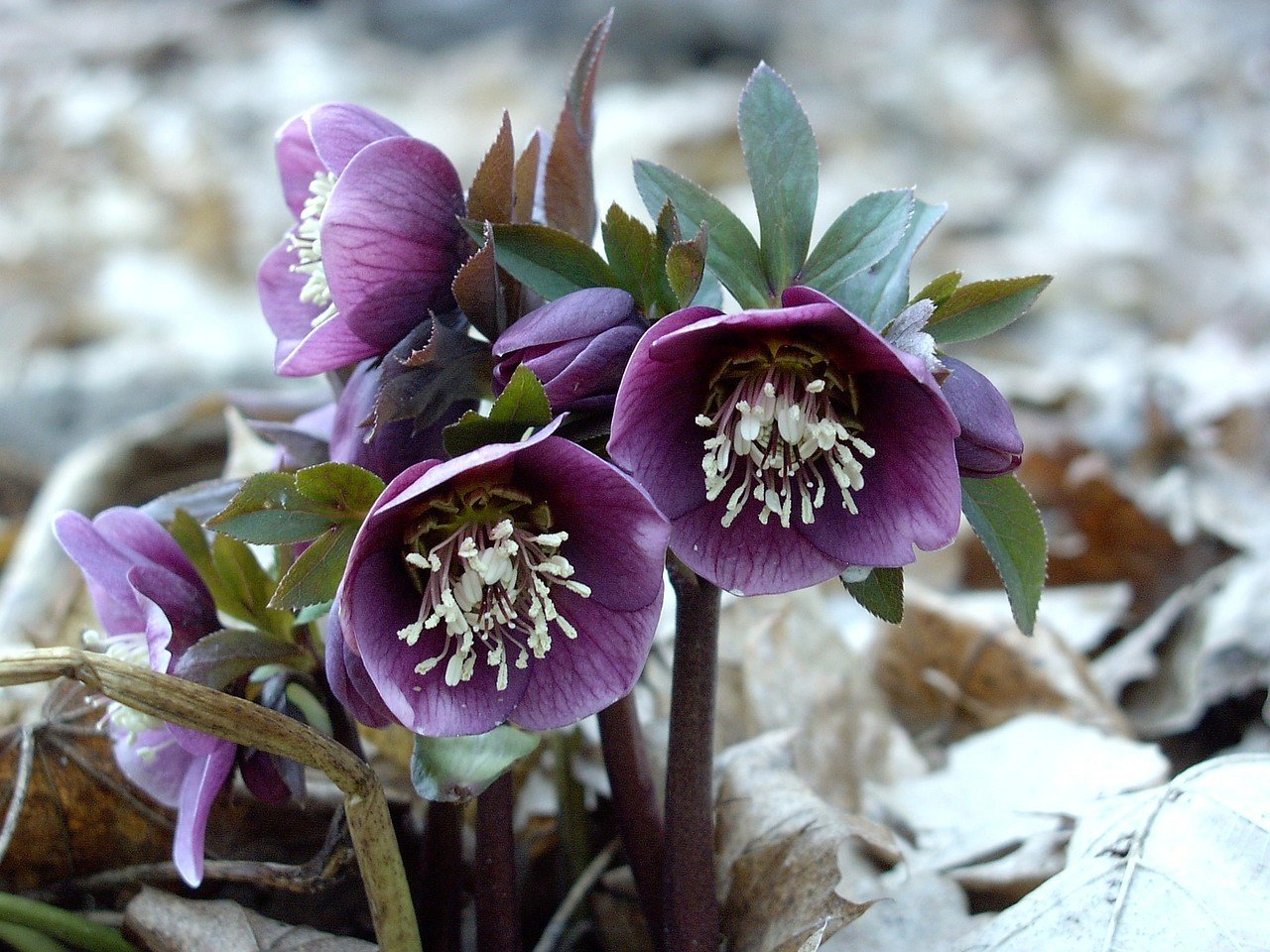 Helleborus x hybridus  &#39;Luua Plum&#39;