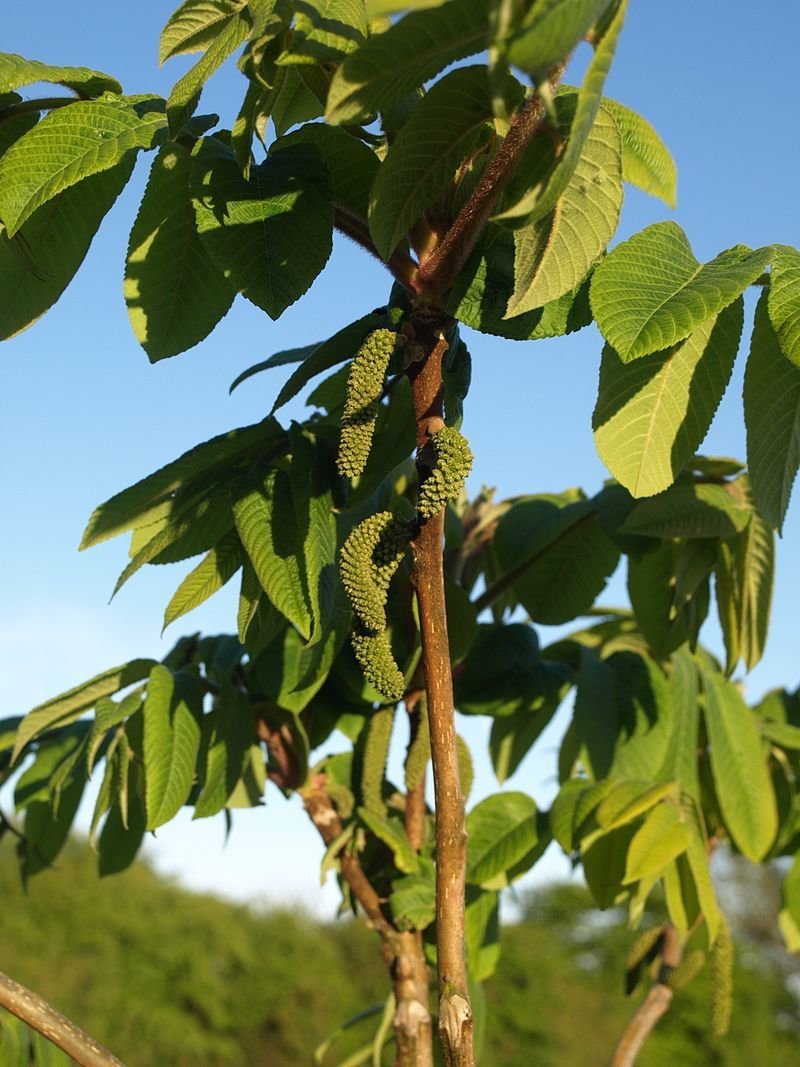 Juglans cordiformis ex Campbell CW1, herttajalopähkinä Juglans cordiformis ex Campbell CW1, herttajalopähkinä