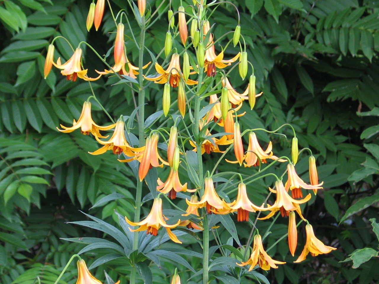Lilium canadense,  kanadanlilja