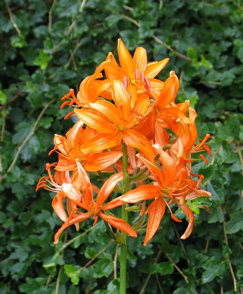 Lilium distichum, lakkalilja Lilium distichum, lakkalilja