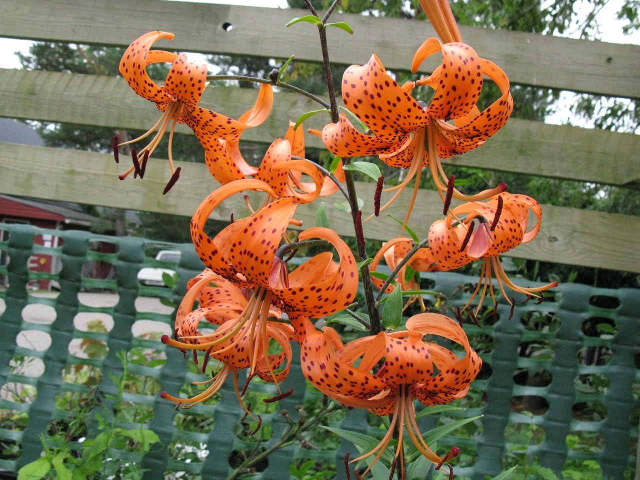 Lilium lancifolium,  tiikerililja